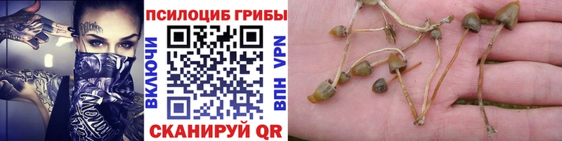 купить  цена  Невинномысск  Галлюциногенные грибы Psilocybe 